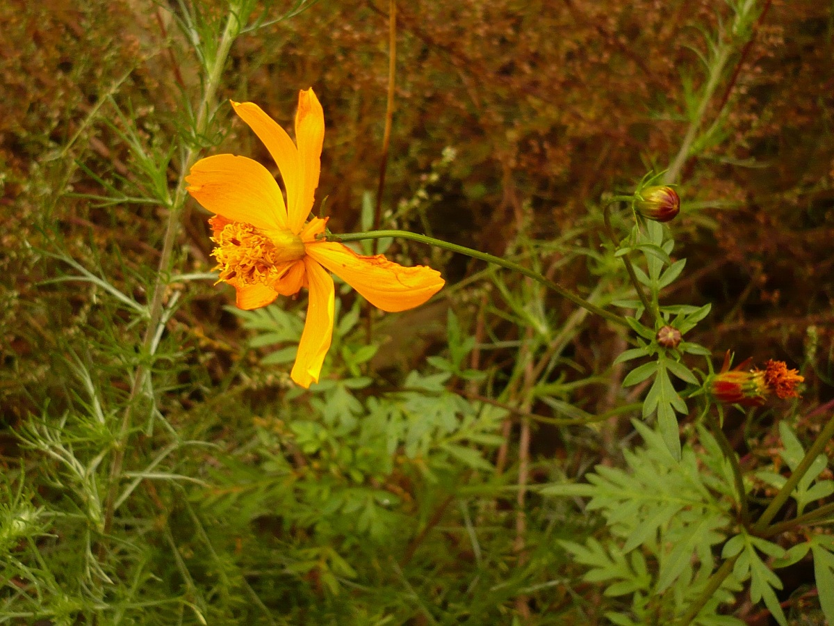 Cosmos sulphureus (Asteraceae)